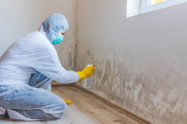 Mold Remediation specialist working in Hyde Park