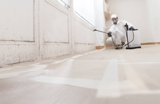 Black mold remediation team in Hyde Park